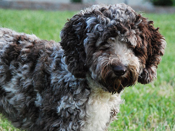 Our Dogs - Glendream Cockapoos