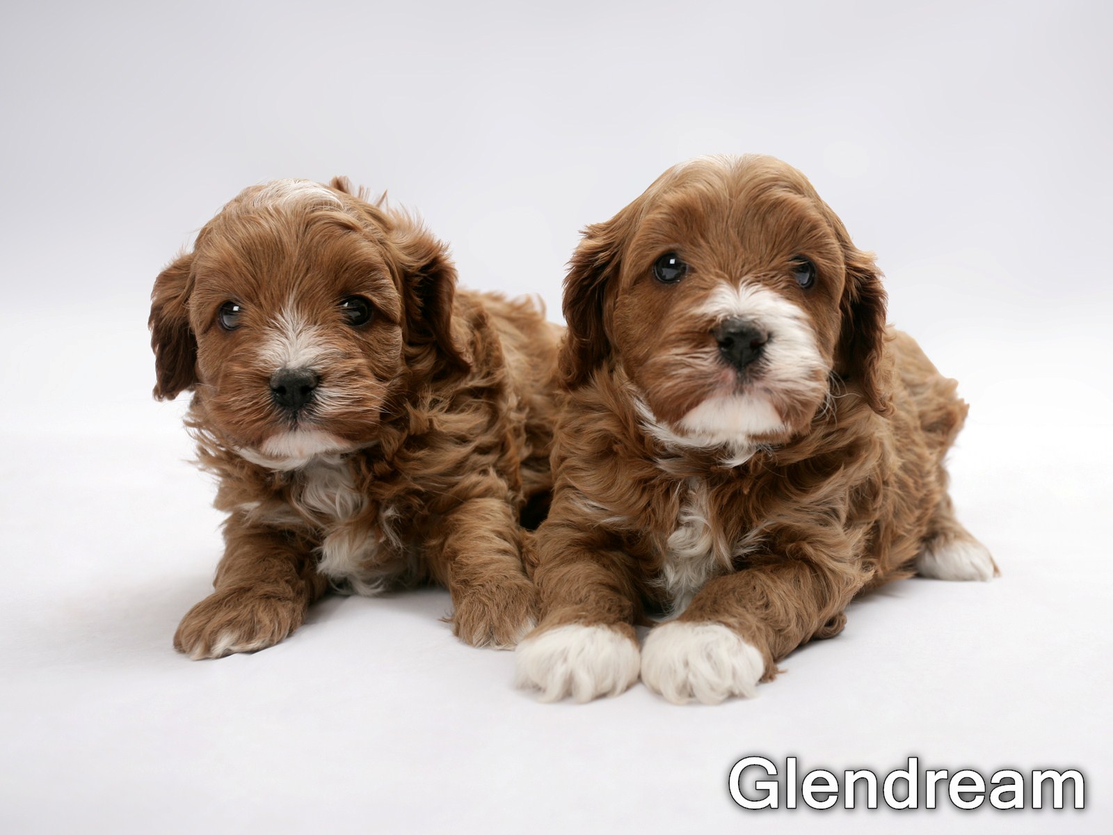 kennel club cavapoo