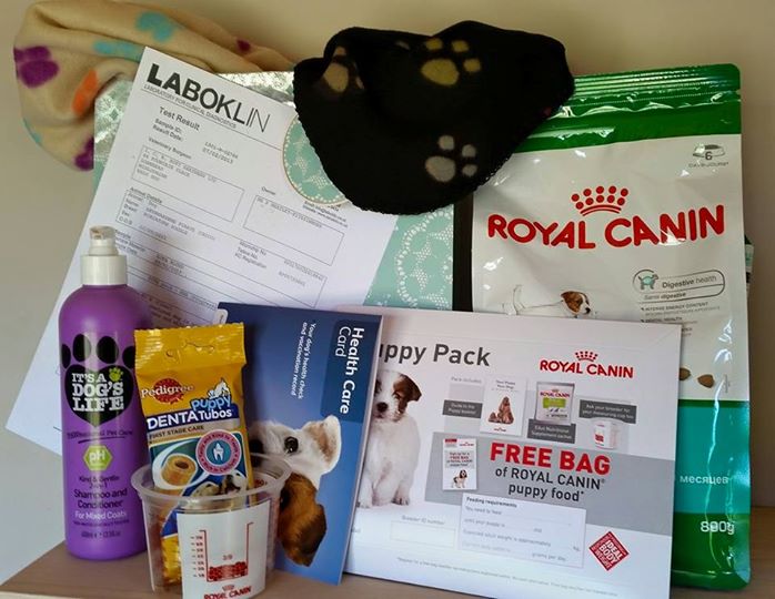 Typical Glendream Puppy Pack