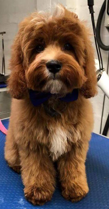 glendream cockapoo price