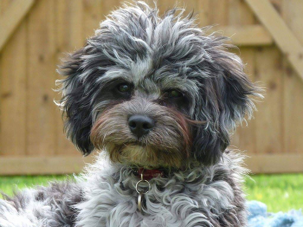 blue merle cockapoo for sale