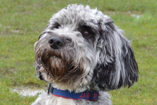 Blue Merle Cockapoo