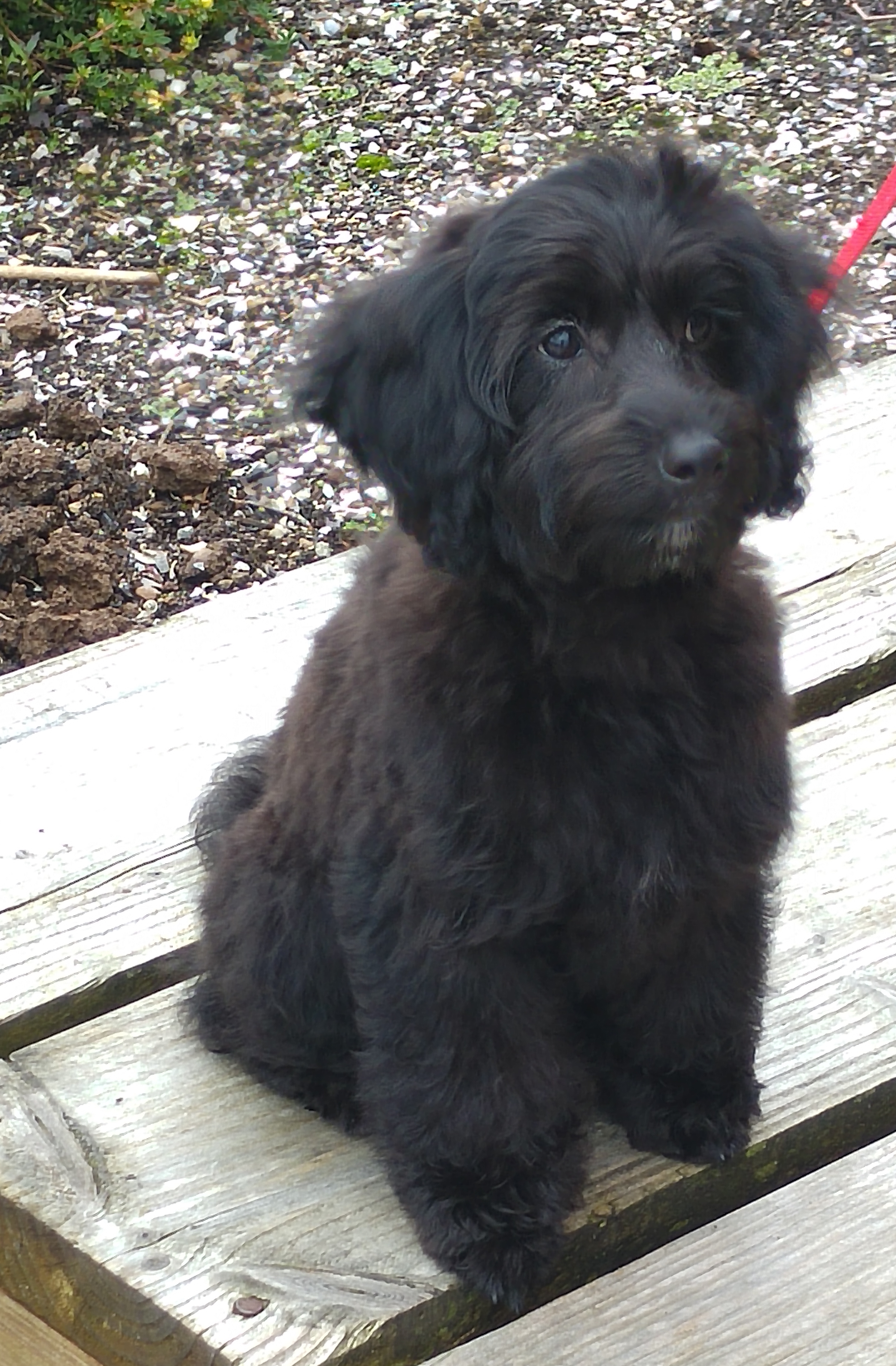 mollie1