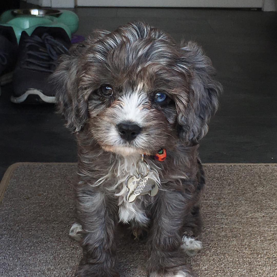 Harris - Blue Merle Cavapoo - Glendream 