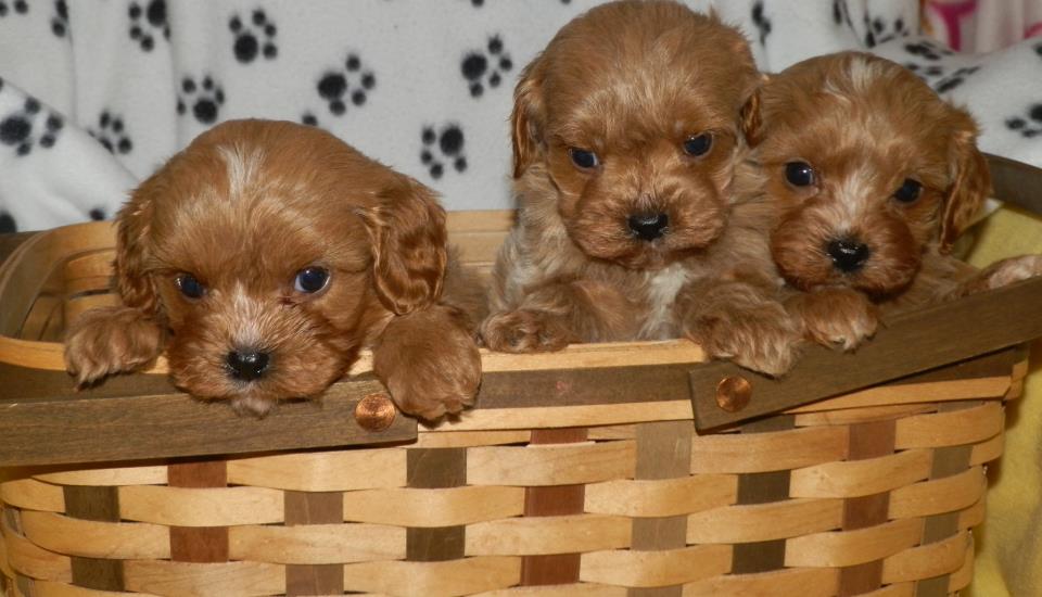 cavapoo boys 4 weeks